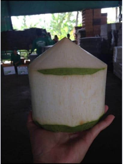 Fresh Young Coconut _ Thailand
